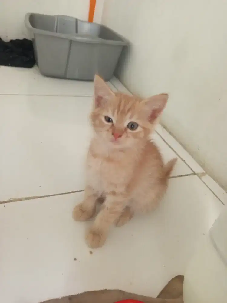 Kucing Orange Mixdome, sehat
