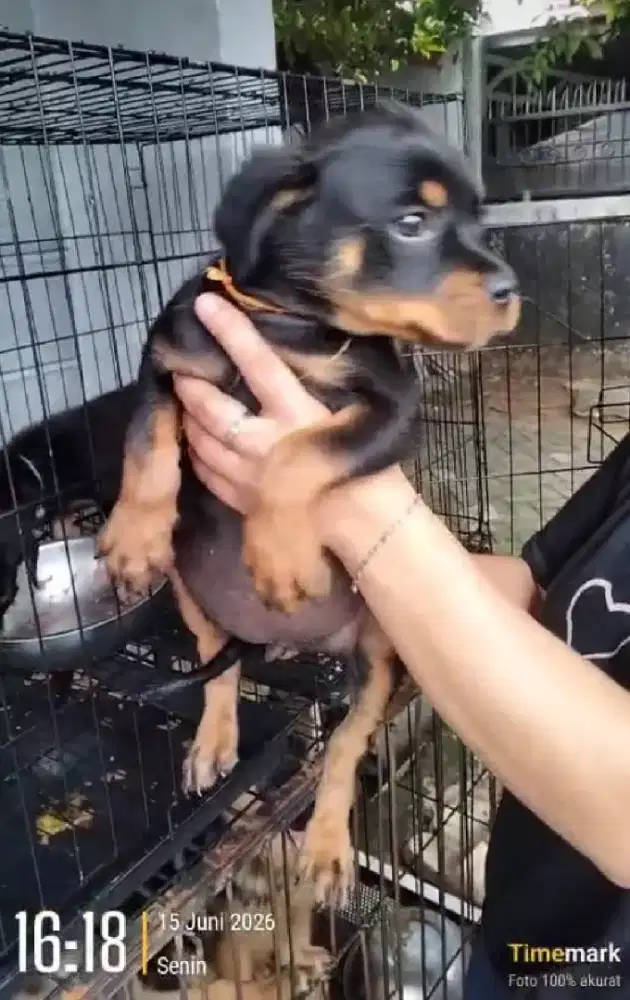 Pupies rottweiler ( bogor )