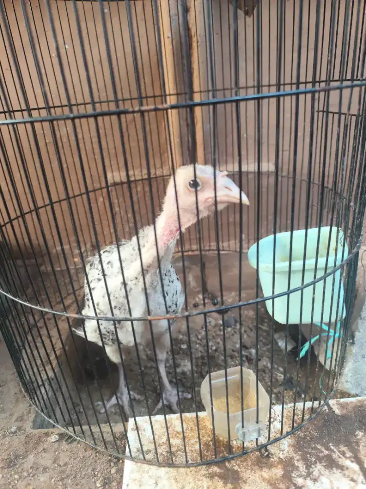 AYAM KALKUN USIA KURLEB 3 BULAN