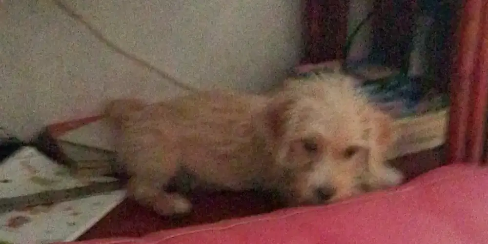 Anak anjing ras kecil ( warna golden)