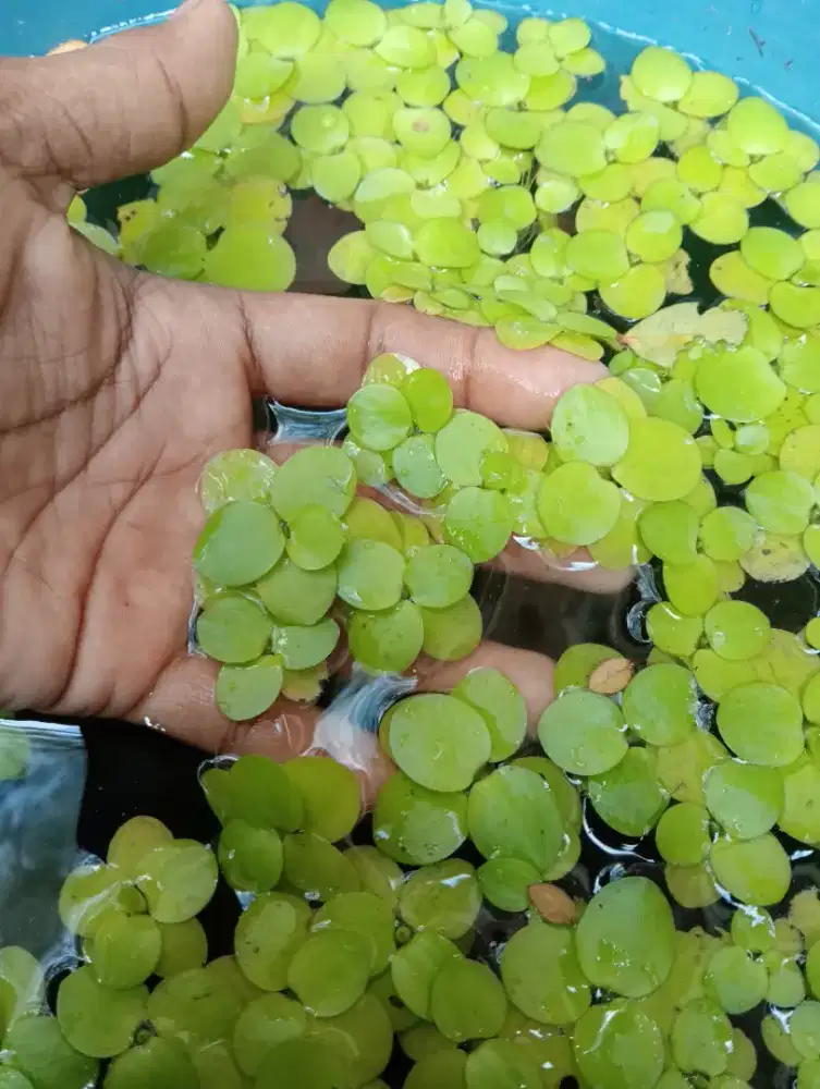 Tanaman air frogbit amazon