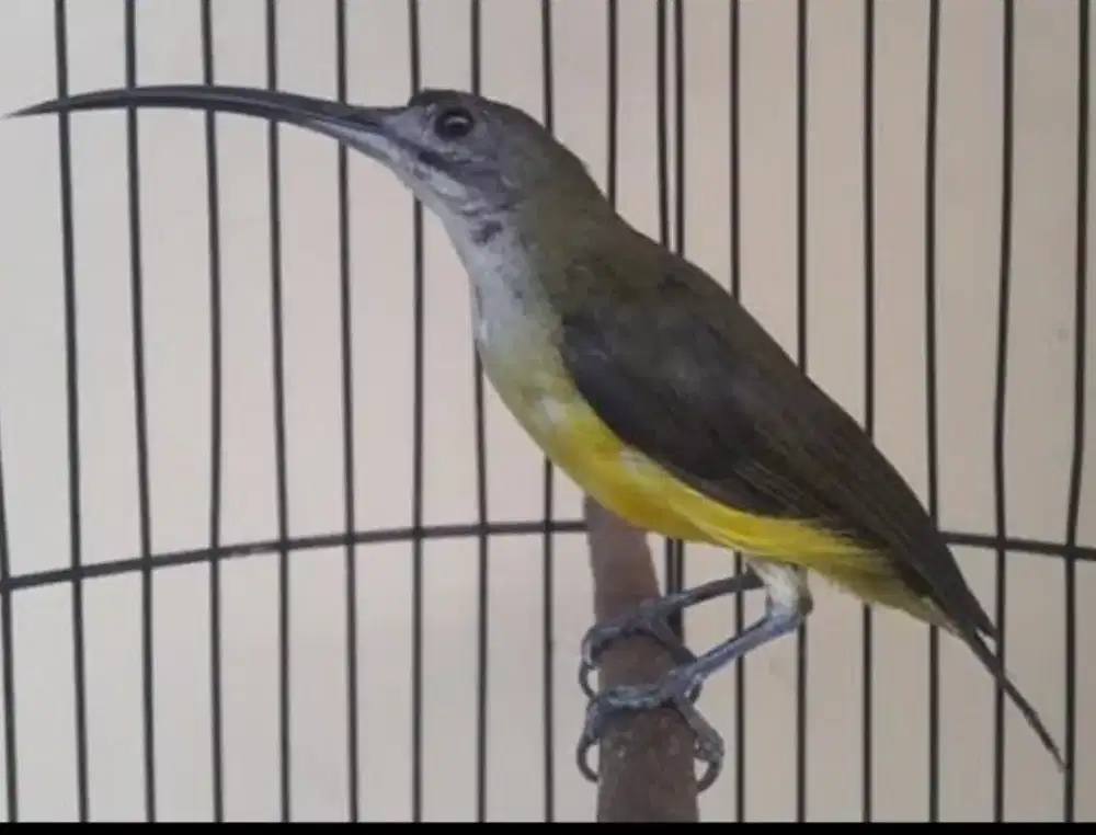 Burung pijantung pisang