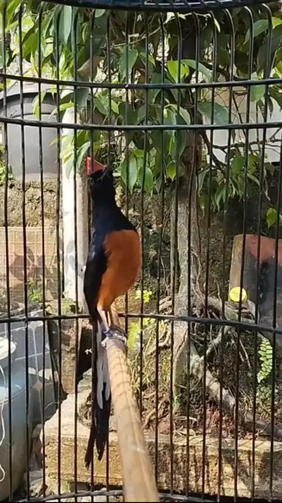 Murai Prestasi Mapan