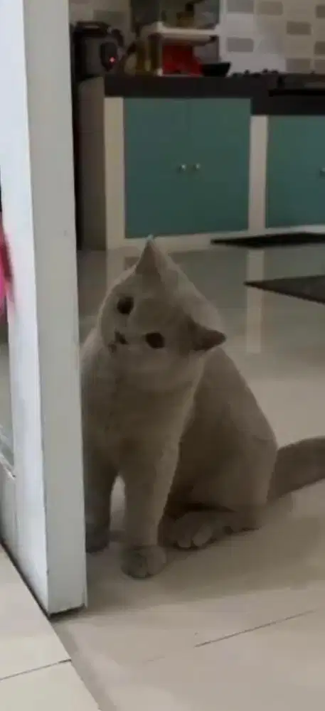 Kucing british shorthair bsh british short hair