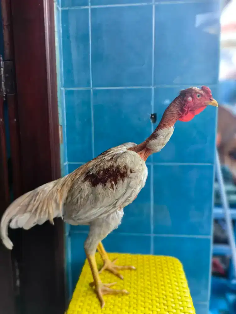Ayam saigon x plucker