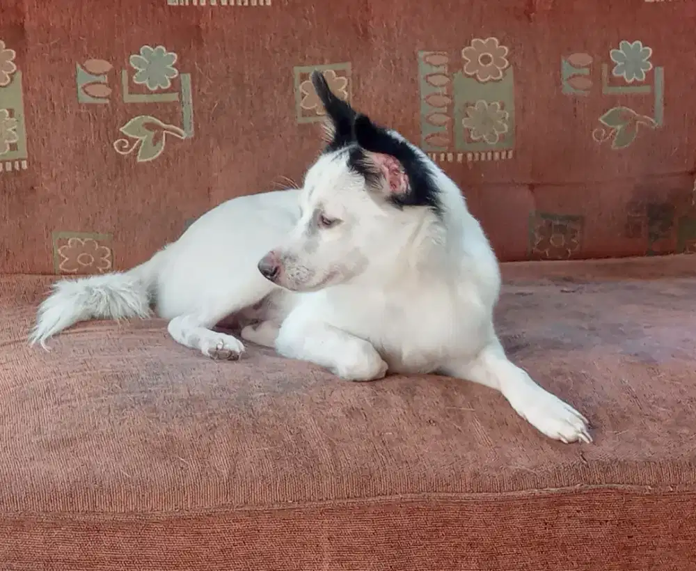 Doggy Cakep Marking Unik