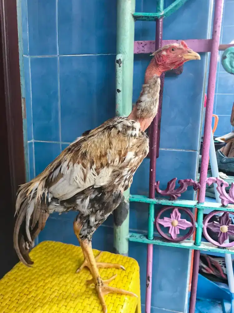 Ayam saigon Bulu keemasan