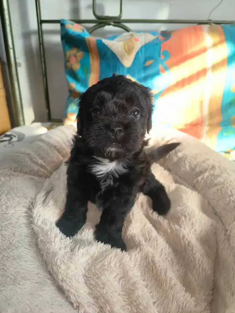 Anakan Anjing Shihtzu Poodle