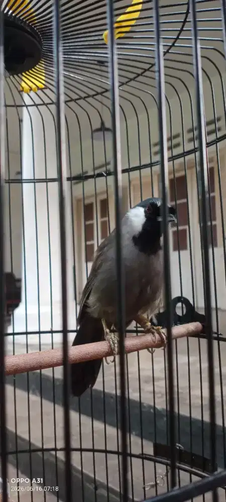 Burung Fulset poksay hongkong pipih putih