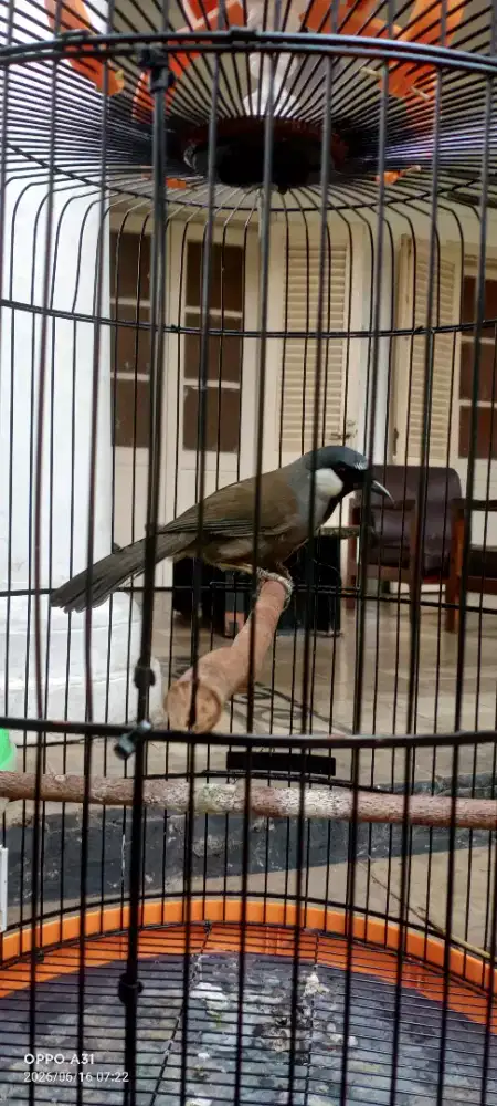Burung Fulset poksay hongkong pipih putih