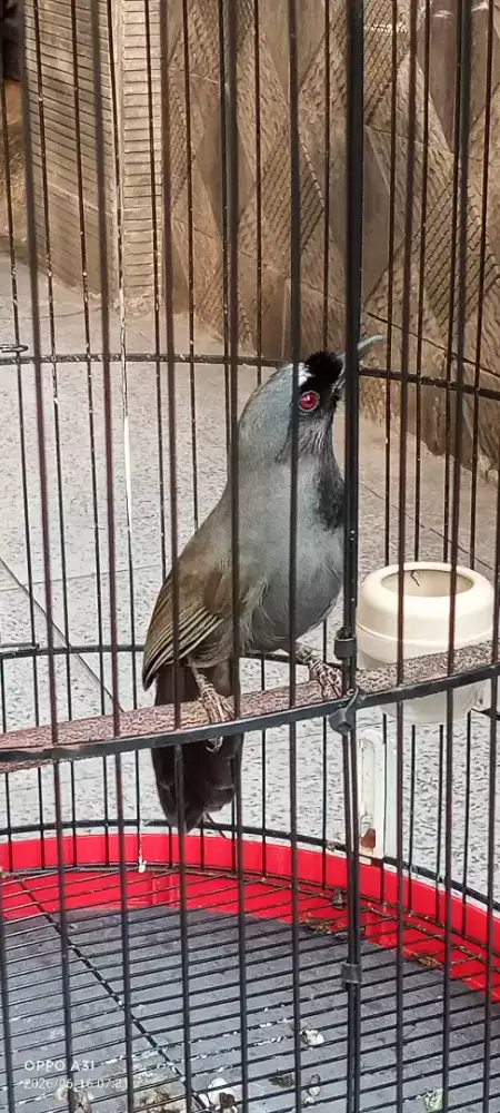 Burung fulset poksay hongkong pipih hitam langka
