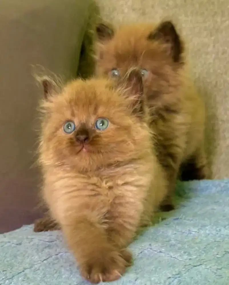 Kucing anakan coklat