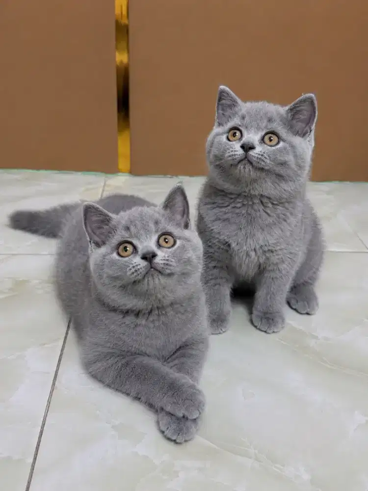 Kucing britis shortair jantan