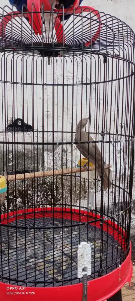 Burung fulset wakiko suara cucak rowo
