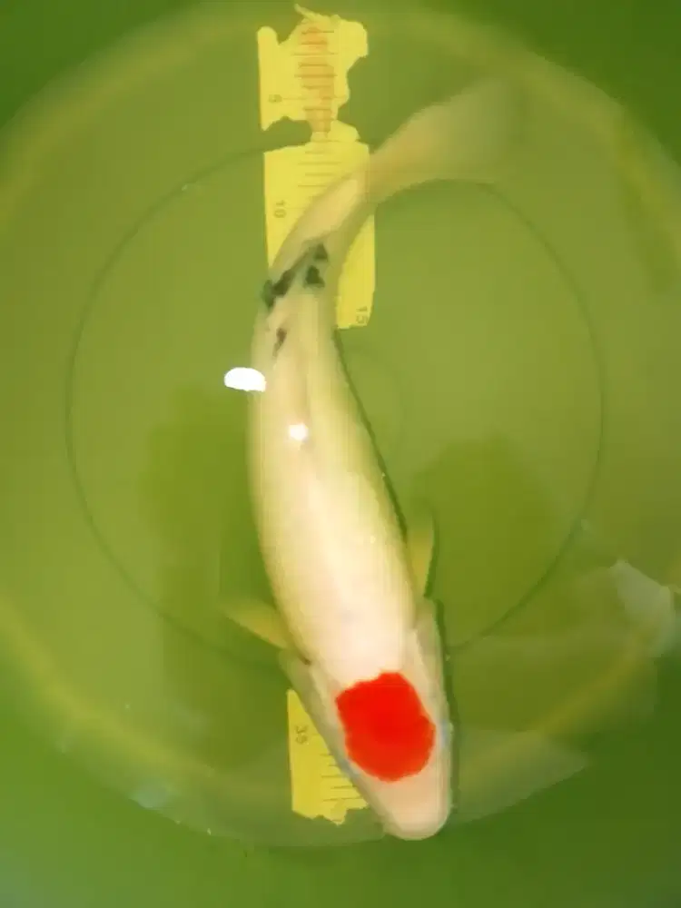 Ikan koi jenis Tancho Sanke 36cm
