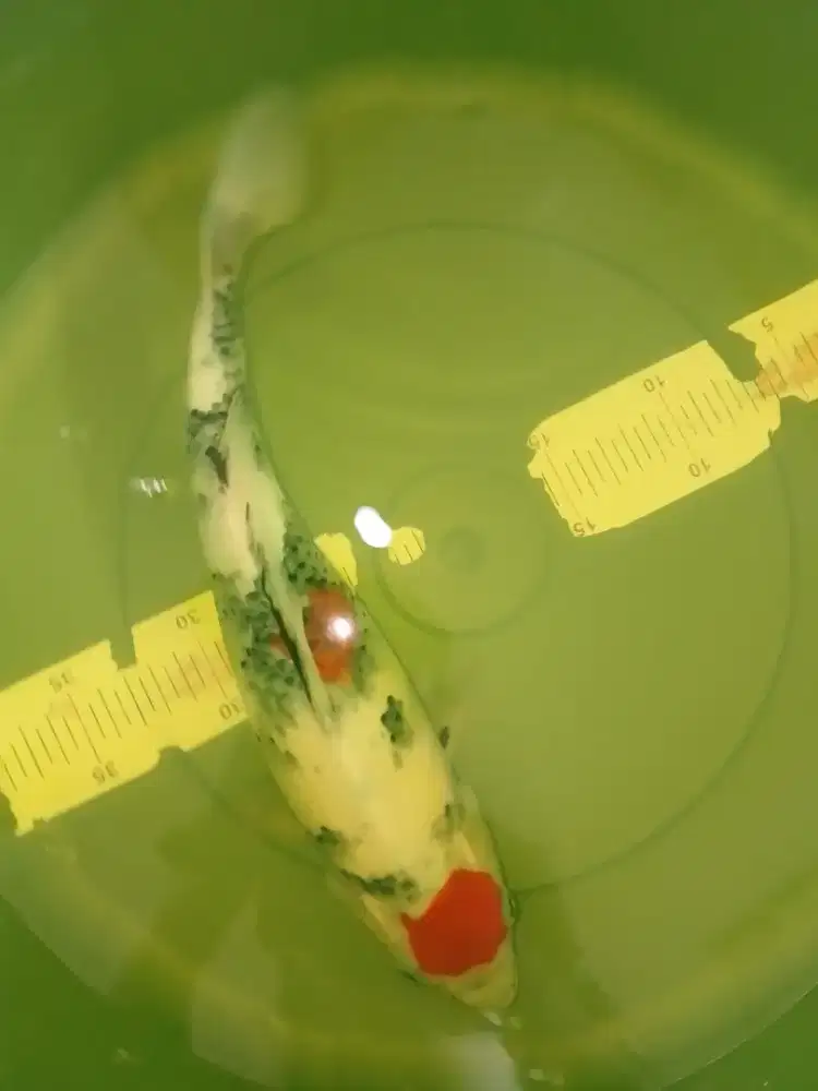 Ikan koi jenis Tancho Showa 36cm