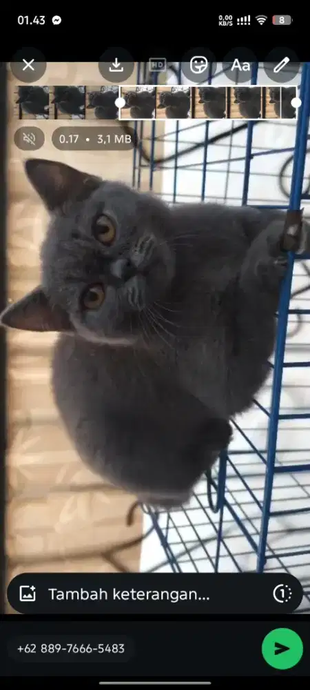Kucing bsh kitten