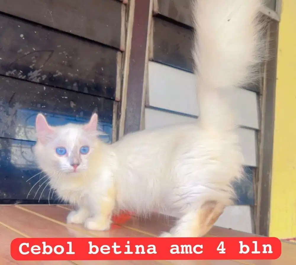 Kucing cebol kuping keriting persia long hair