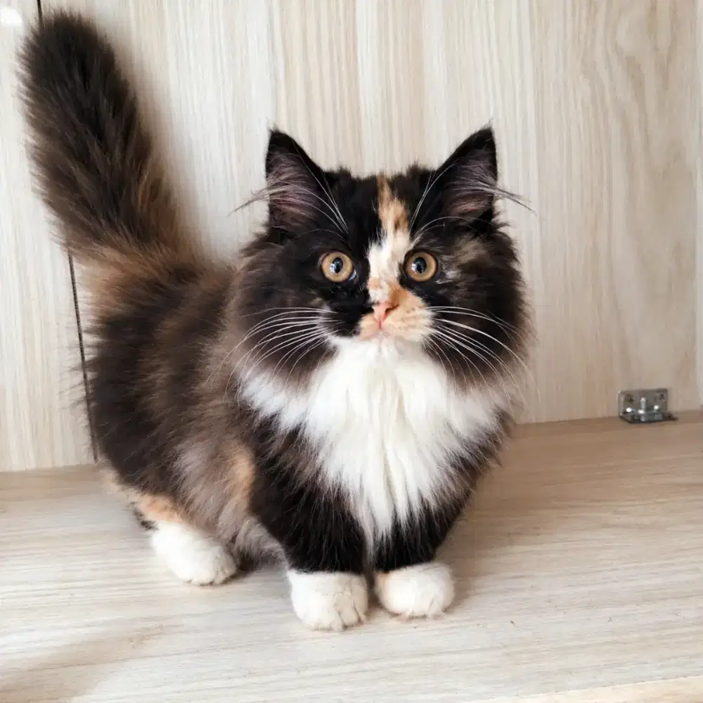 KUCING MUNCHKIN BETINA