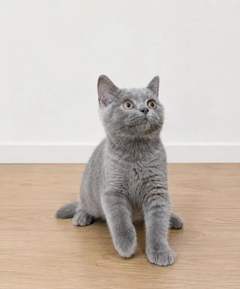 Kucing bsh british short hair warna blue