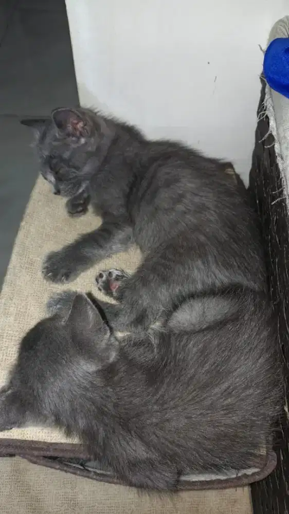 Open adopt 2 kucing mixdom kecil