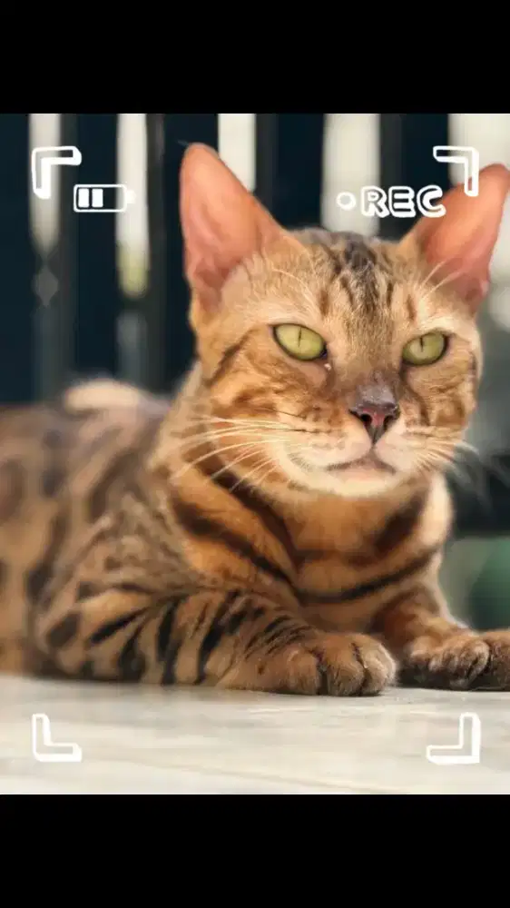 Kucing Jantan Dewasa