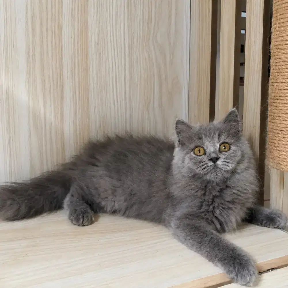 KUCING BSH MIX BETINA
