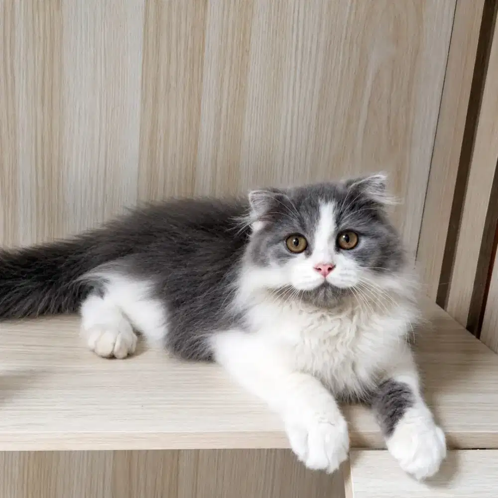 KUCING SCOTIS FOLD