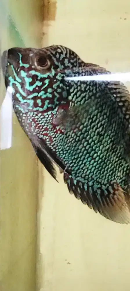 Louhan kamfa betina mata putih