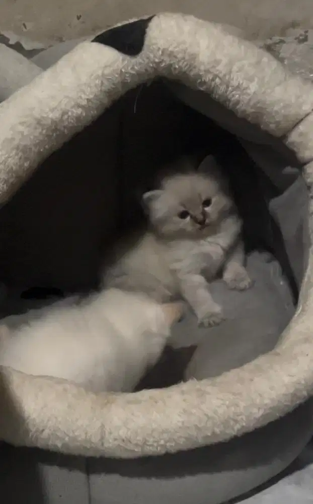 KITTEN 2 BERSAUDARA