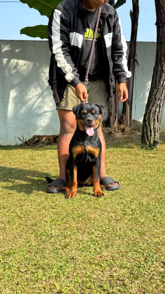 Rott betina stb ( bogor)