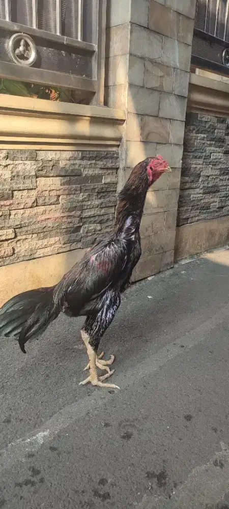 Ayam Bangkok Peranakan