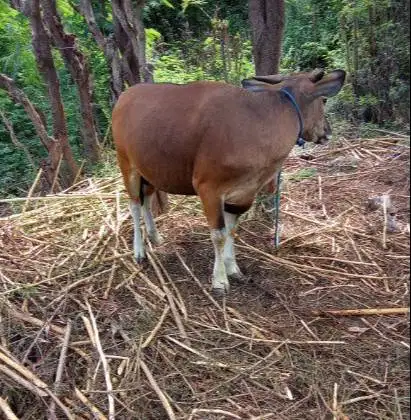 tabungan sapi bali 300kiloan 2jt/bln 12x siap hewan qurban 2027 manteb