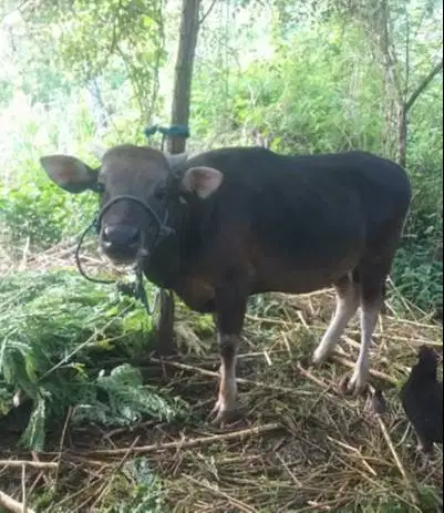 nabung sapi bali qurban 2027 300kiloan 2jt/bln 12x siap kurban murmer