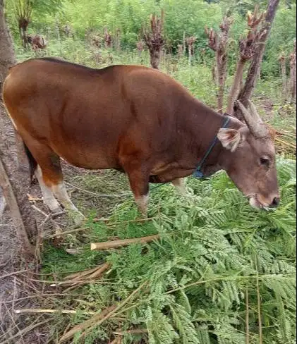 tabungan sapi bali qurban 300kiloan 2jt/bln 12x siap hewan kurban 2027