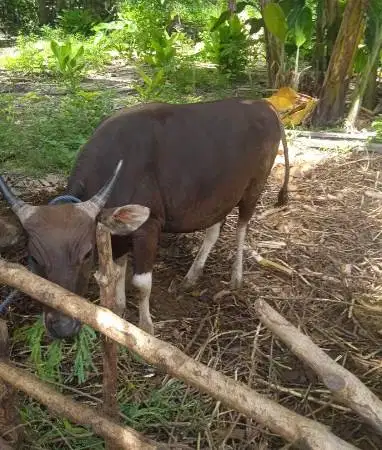 tabungan sapi bali qurban 2027 300kiloan 2jt/bln 12x siap kurban puas