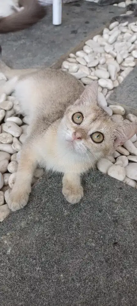 Open adopt BSH golden NY 11