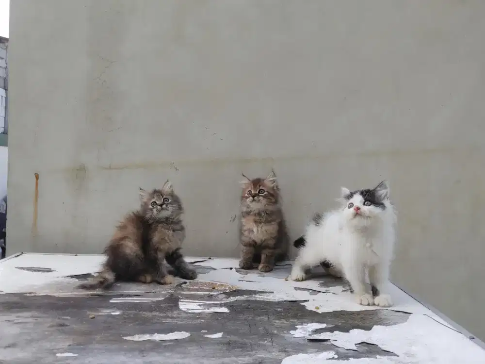 Kucing kitten persia mix mainecoon / anggora / himalaya / peaknose