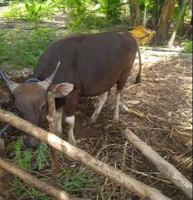 nabung sapi bali qurban 300kiloan 2jt/bln 12x siap kurban 2027 manteb