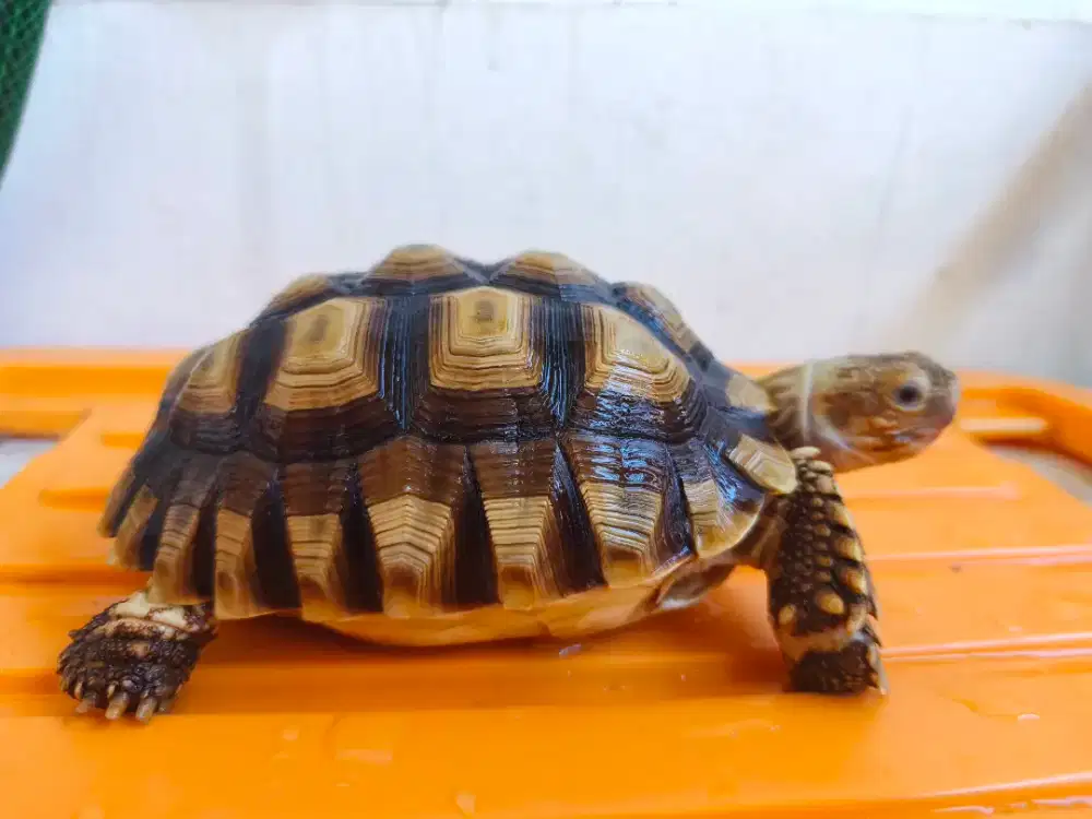 KURA KURA SULCATA