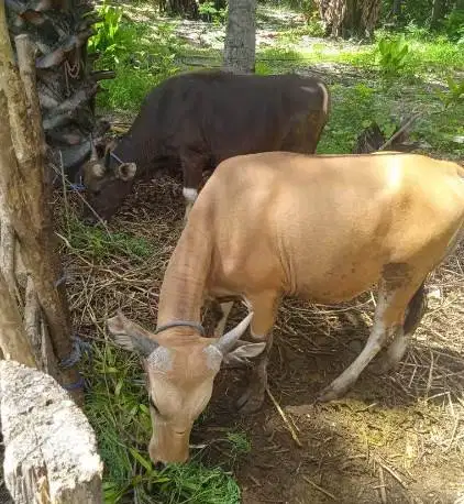 tabungan sapi bali 300kiloan 2jt/bln 12x siap hewan kurban 2027 manteb