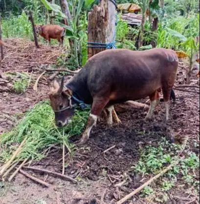 tabungan sapi bali 300kiloan 2jt/bln 12x siap hewan kurban 2027 manteb