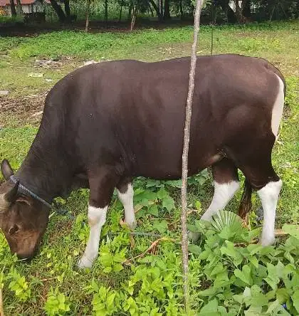 tabungan sapi bali 300kiloan 2jt/bln 12x siap hewan kurban 2027 manteb