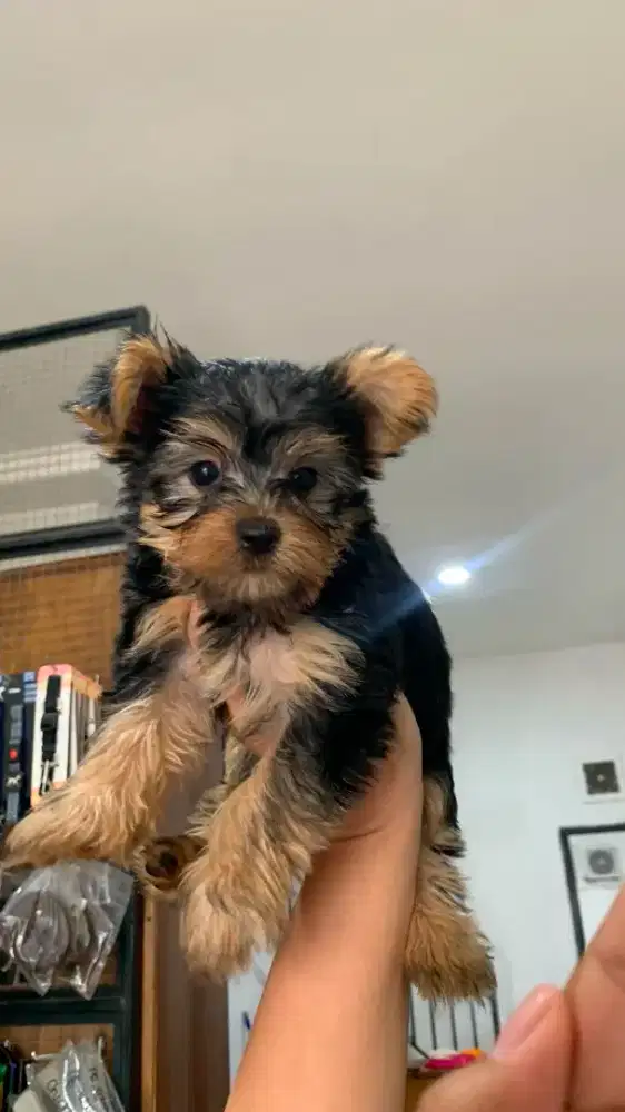 Puppy yorkshire