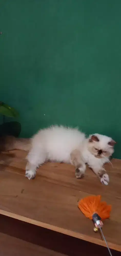 Kitten Himalaya flatnose