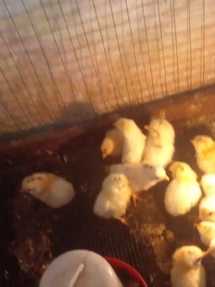 DOC anak ayam kampung Elba