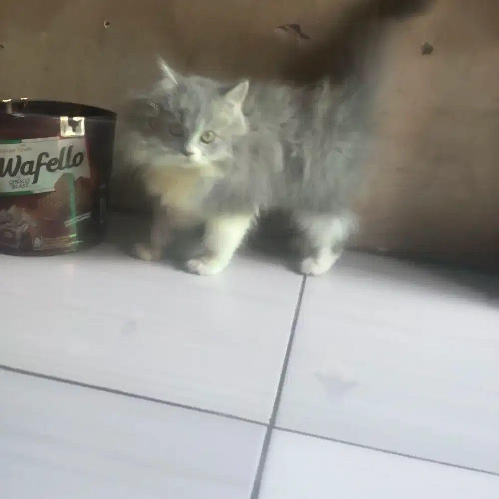 Kucing persia jantan gembul