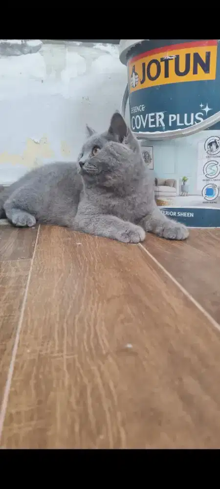 Brithis shorthair Betina