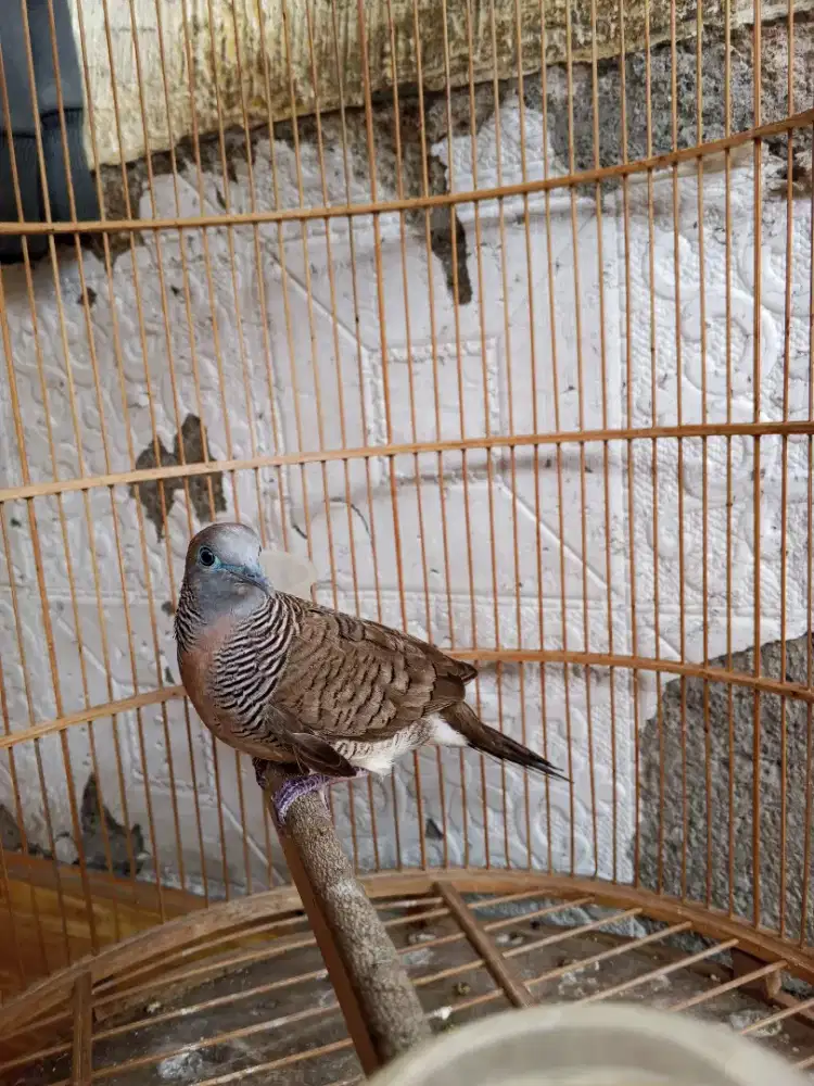 Burung perkutut lokal Sri lumbung