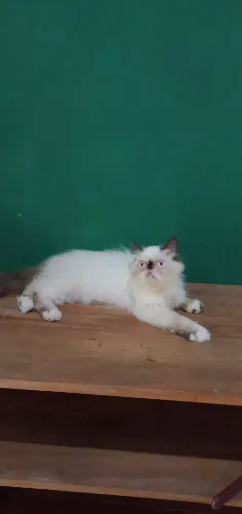 Kitten peaknose himalaya
